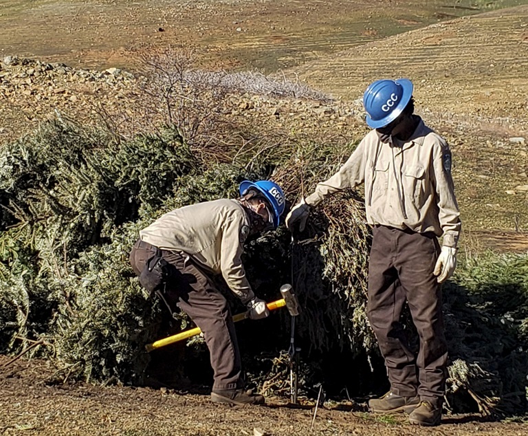 California Conservation Corpsmembers construct fish habitat structures using recycled Christmas trees in Oroville