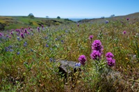 Wildflowers bloom at Table Mountain, a basaltic plateau near Oroville, California.