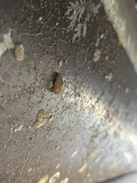 A suspected golden mussel is attached to the underside of a pontoon boat.  