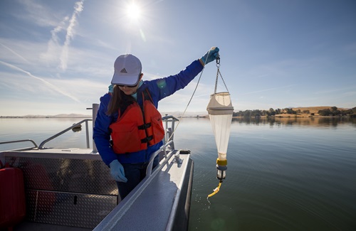 California Department of Water Resources Senior Environmental Scientist Specialist Brianne Sakata, with the Division of Operations and Maintenance, works with California State Parks staff to collect plankton samples to study alongside invasive golden mussels from buoys in O'Neill Forebay in Merced County, California. Photo November 13, 2024.