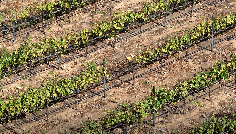 Converted vineyard in Riverside County.