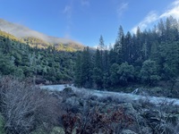 A photo of the edge of the forest along McCloud River upstream from Shasta Lake Station