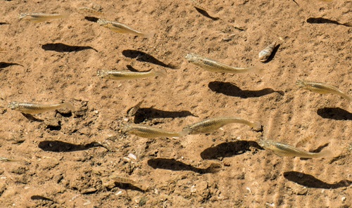 Sailfin mollies and juvenile tilapia swim in a drainage ditch that flows into the Salton Sea in Imperial County, California.