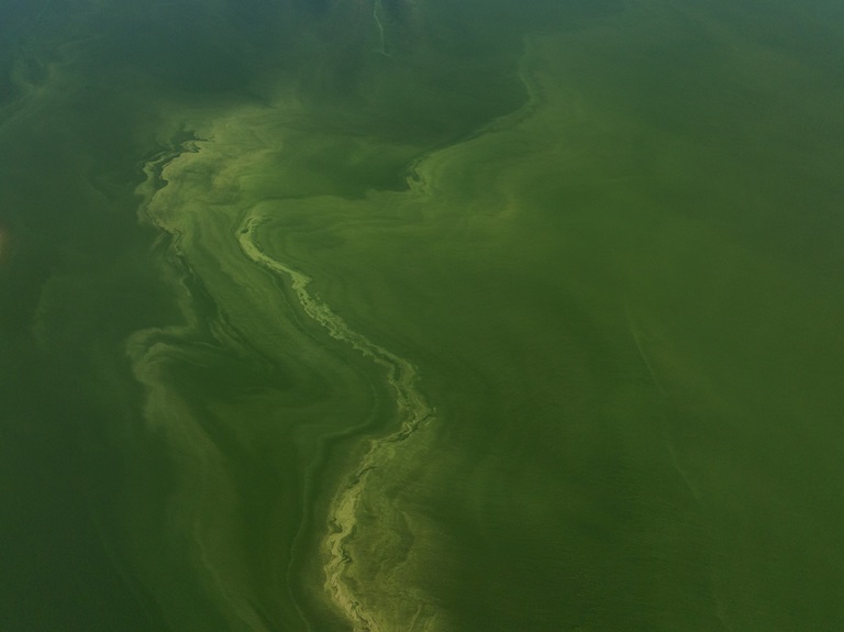 A drone view from Dinosaur Point shows part of an algal bloom in the San Luis Reservoir. Photo taken September 13, 2024.