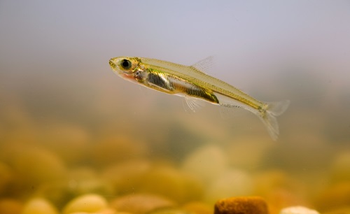 One juvenile delta smelt facing to the left inside a rearing tank .