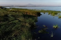 Marsh vegetation along Dutch Slough