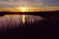 The Delta at sunset. 