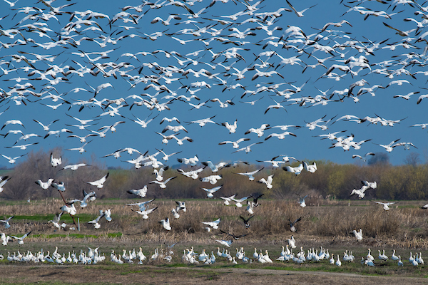 snow geese take flight on Twitchell Island
