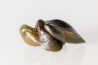 The invasive golden mussel recently detected in lakes and reservoirs in California. Photo from the Department of Water Resources.