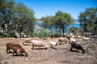 Sheep and goats graze on the hillside above Oroville Dam to reduce wildfire threat and bolster forest health on July 1, 2022.