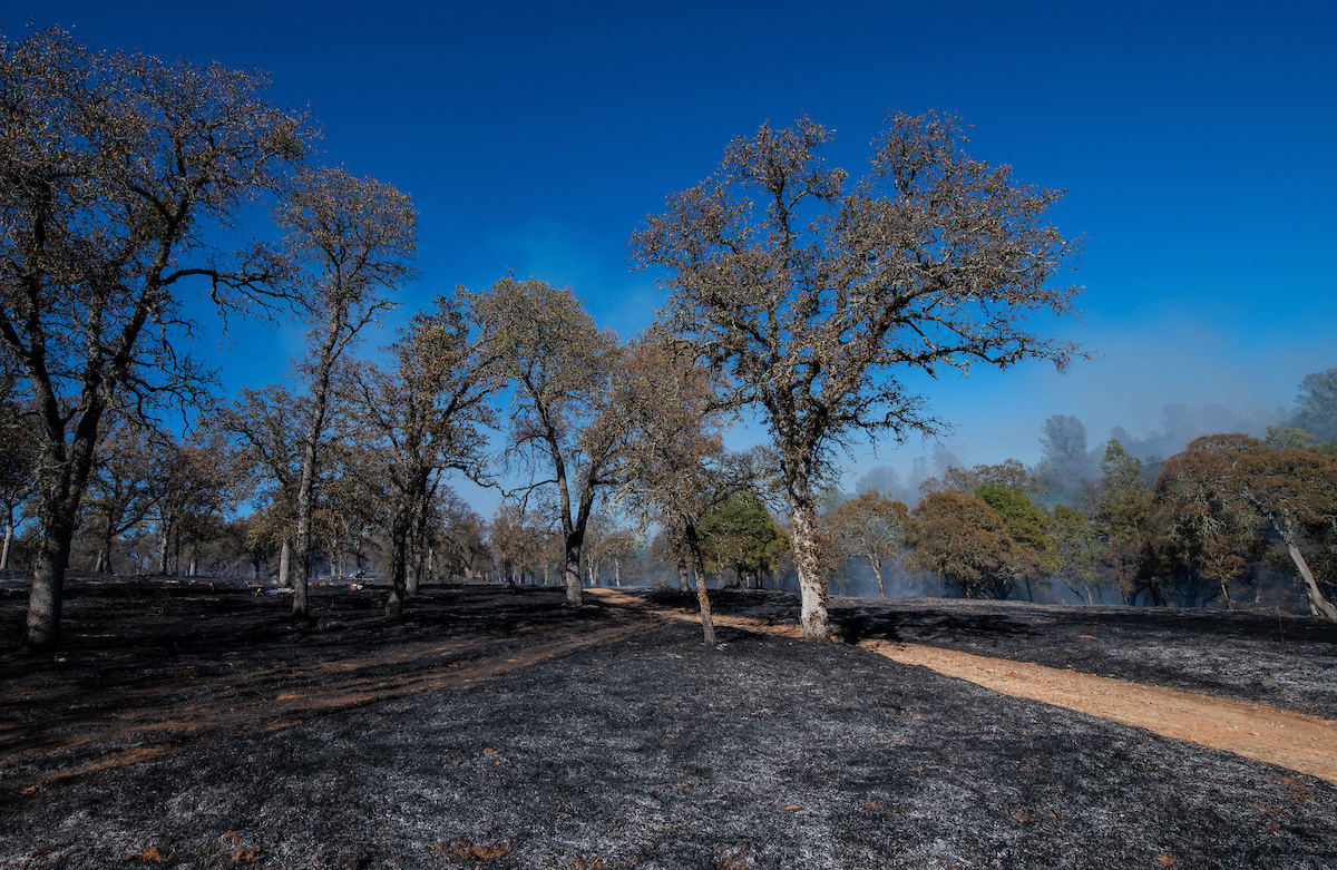 Controlled Burn at Loafer Creek State Recreation Area in Oroville, California