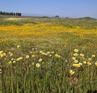 Image of 'vernal pools', seasonal wetlands in Butte County