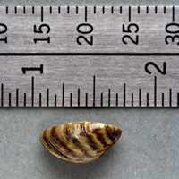 Quagga mussels are usually smaller than a dime. Picture showing mussel about one-half inch in length.