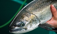 Chinook Salmon