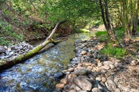 A scenic view of Willow Creek in Folsom, California. Photo taken March 27, 2015.  